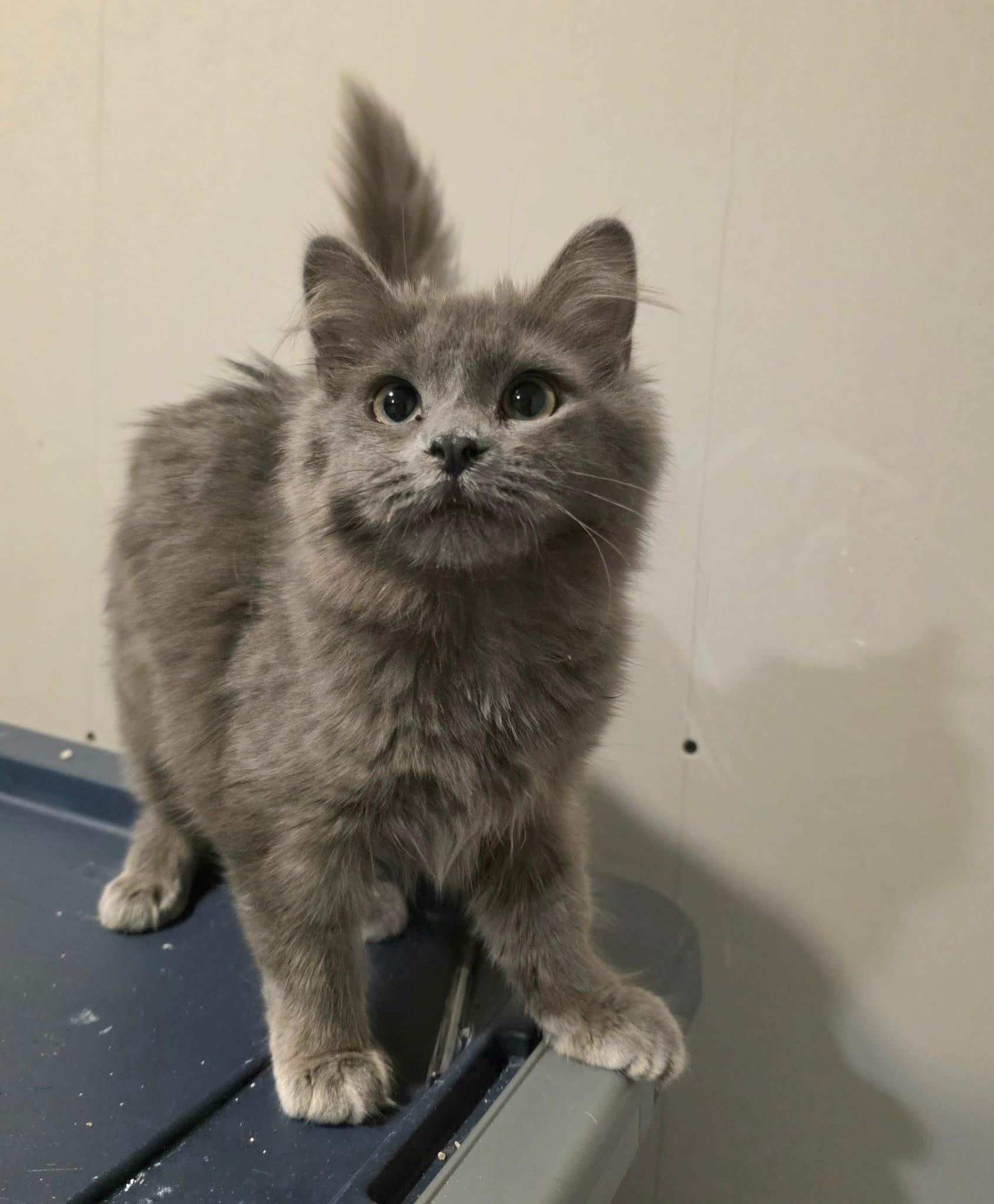Enlarge Giniro, an adopted Domestic Long Hair in Chattanooga, TN image 2/6