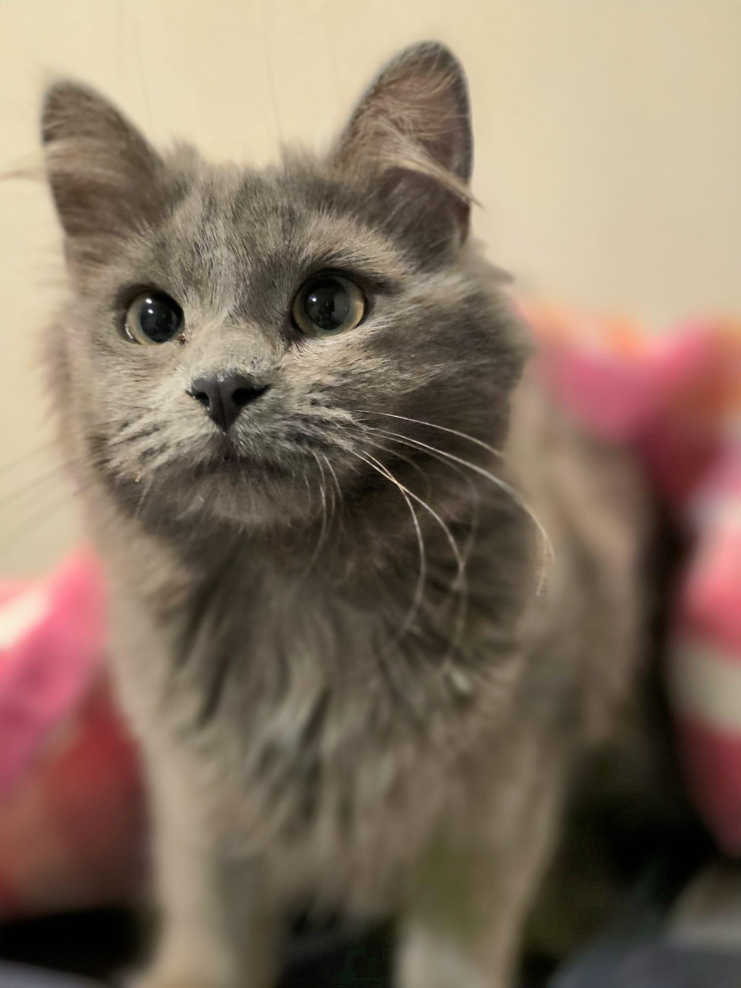 Enlarge Giniro, an adopted Domestic Long Hair in Chattanooga, TN image 1/6