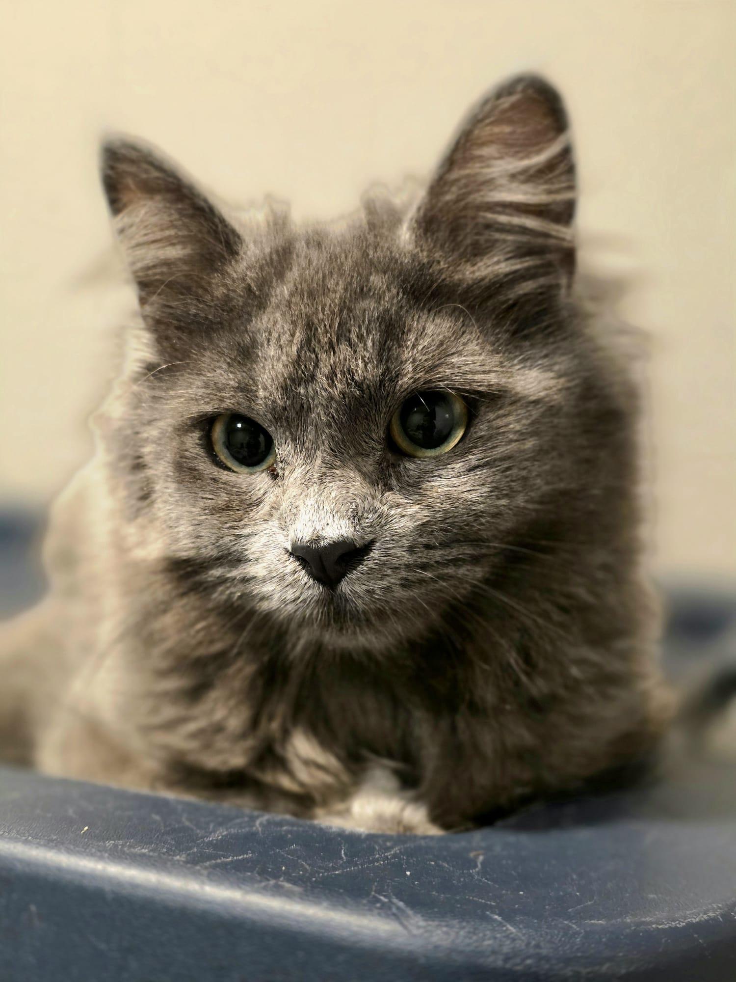 Enlarge Giniro, an adopted Domestic Long Hair in Chattanooga, TN image 3/6