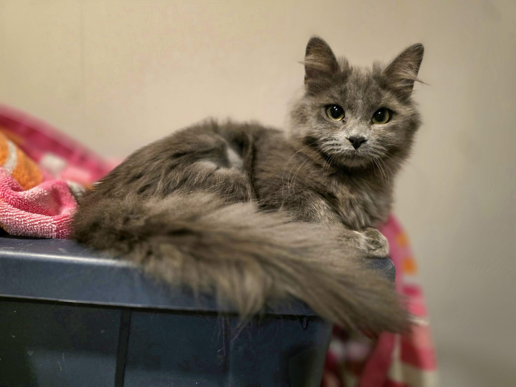 Enlarge Giniro, an adopted Domestic Long Hair in Chattanooga, TN image 4/6