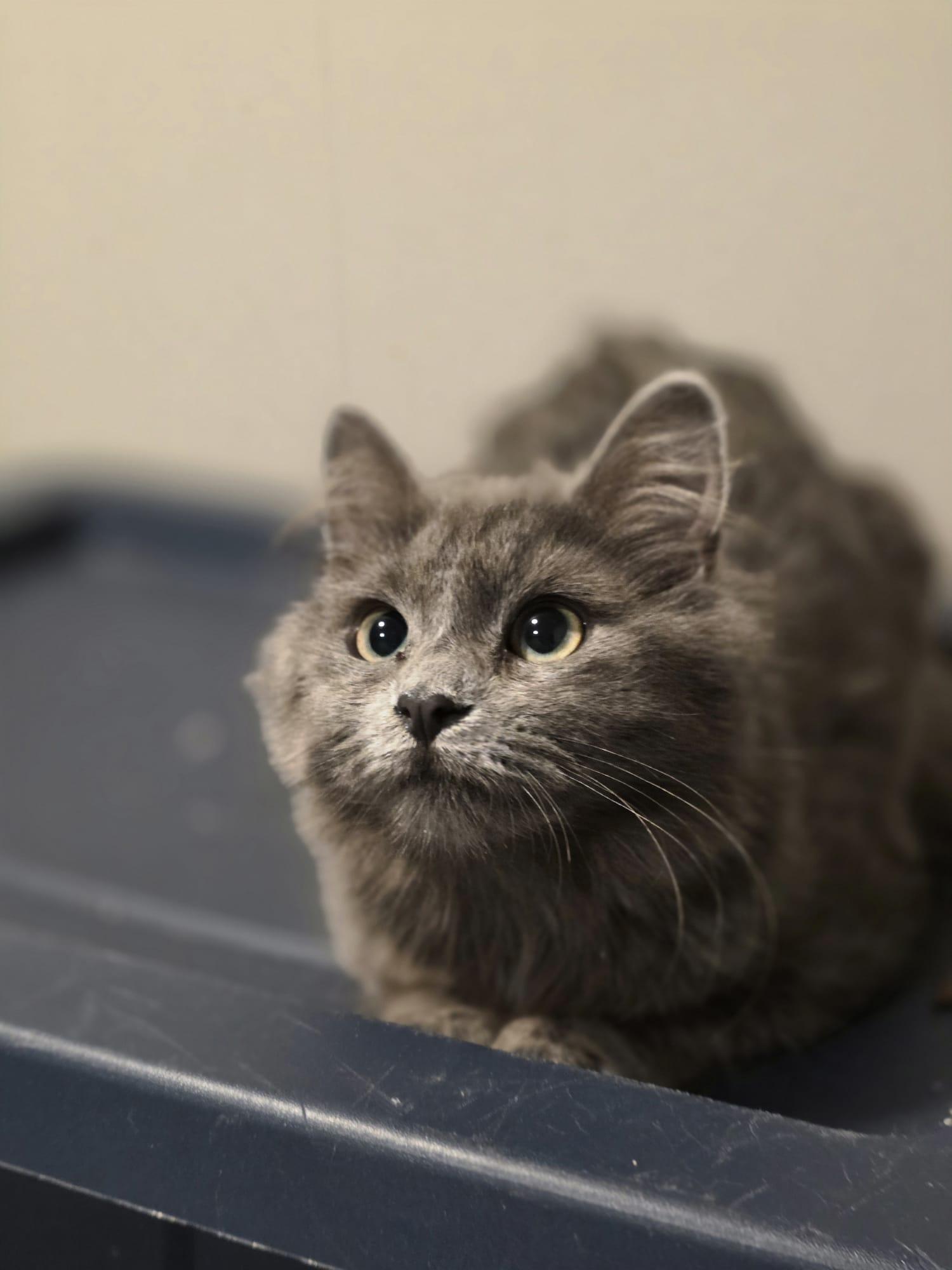 Enlarge Giniro, an adopted Domestic Long Hair in Chattanooga, TN image 5/6