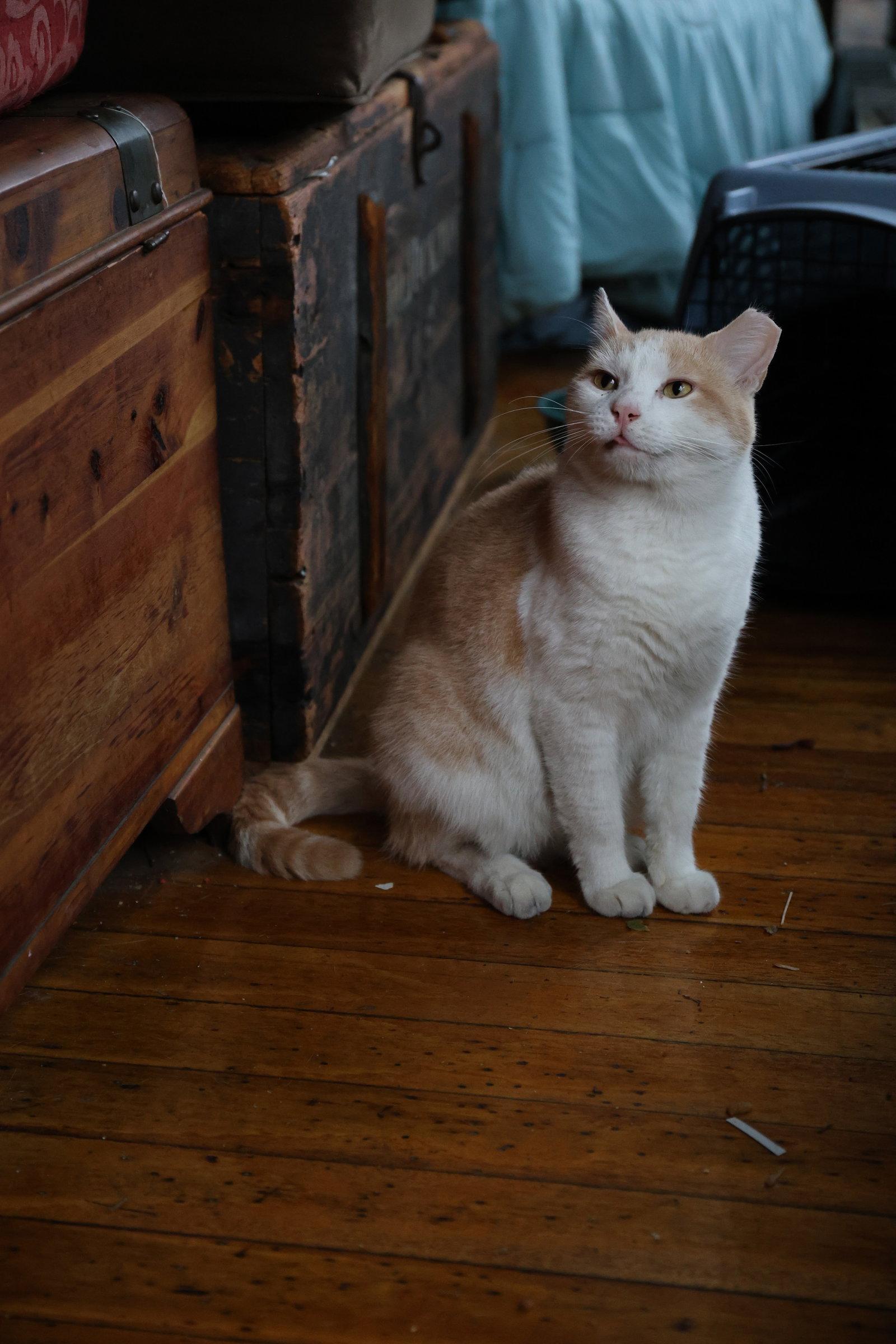 Enlarge Valentino* - The Blues Man, a Adoptable Domestic Short Hair in Trexlertown, PA image 1/3