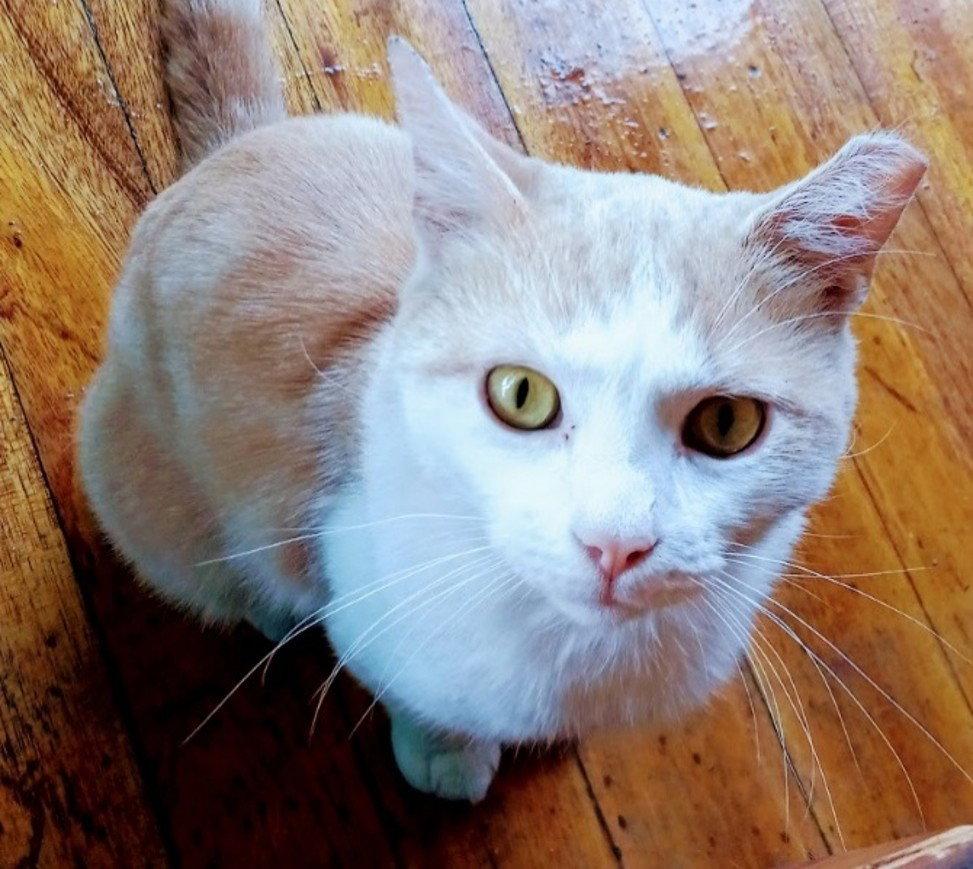 Enlarge Valentino* - The Blues Man, a Adoptable Domestic Short Hair in Trexlertown, PA image 2/3