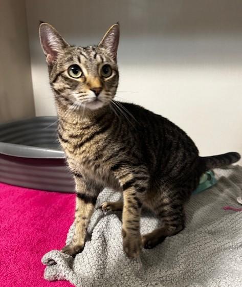 Crystal, Adoptable, Adult Female Domestic Short Hair.