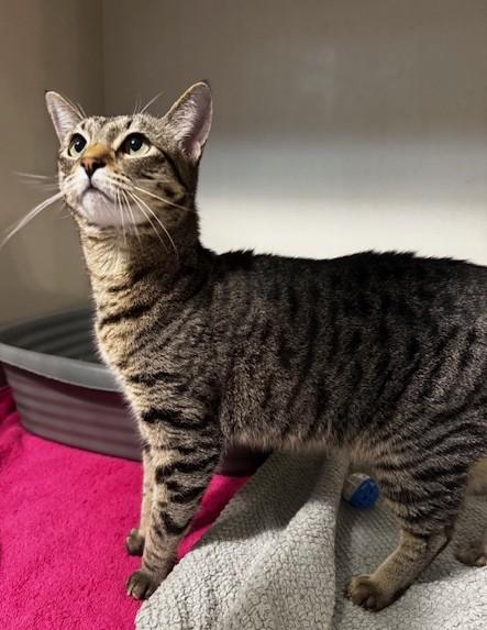 Crystal, a Adoptable Domestic Short Hair in Hutchinson, MN image 2/3