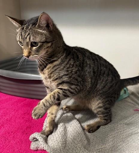 Crystal, a Adoptable Domestic Short Hair in Hutchinson, MN image 3/3