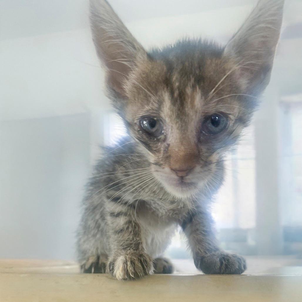 Enlarge Sally, a Adoptable Domestic Short Hair in Chapel Hill, NC image 1/1