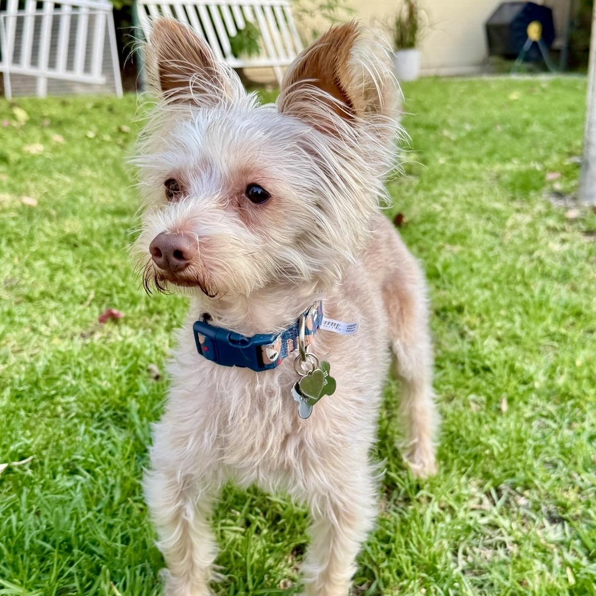 Enlarge Cappucino, a Adoptable mixed breed in Westlake Village, CA image 3/6