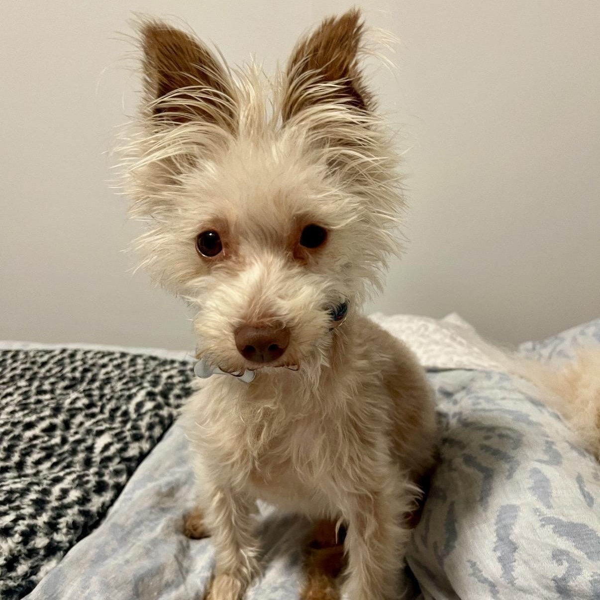 Cappucino, Adoptable, Adult Male Yorkshire Terrier & Maltese.
