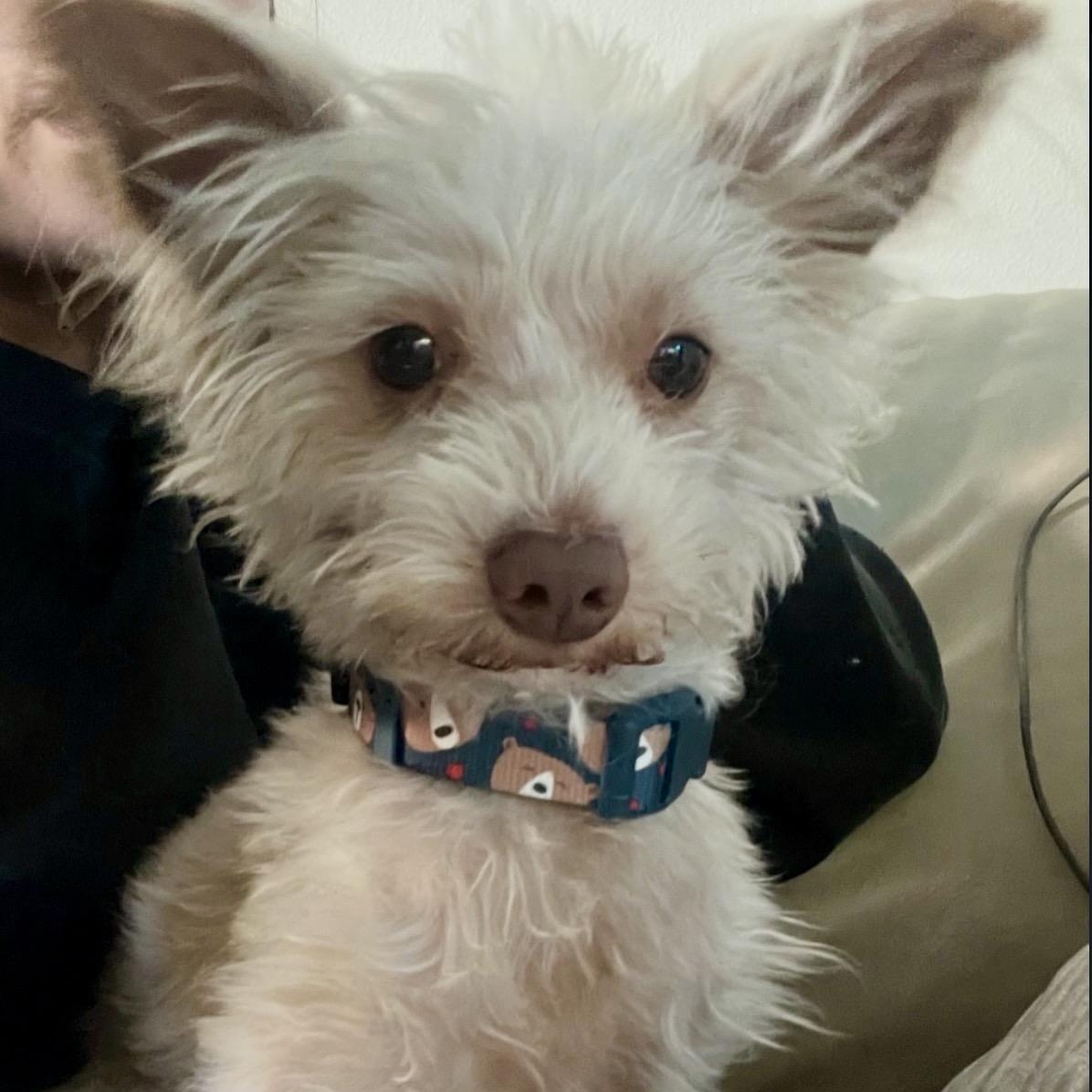 Enlarge Cappucino, a Adoptable mixed breed in Westlake Village, CA image 4/6