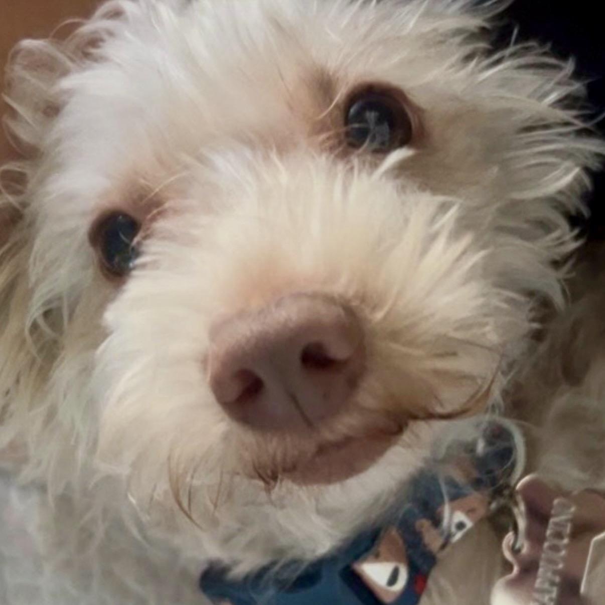 Enlarge Cappucino, a Adoptable mixed breed in Westlake Village, CA image 2/6