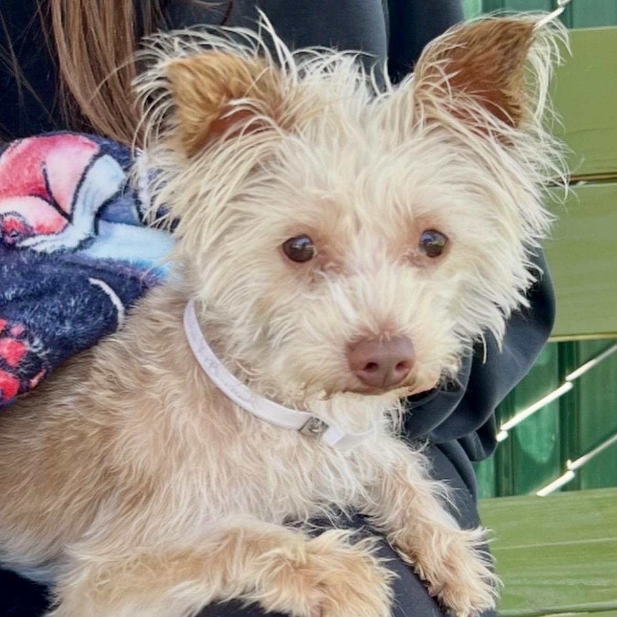 Enlarge Cappucino, a Adoptable mixed breed in Westlake Village, CA image 5/6
