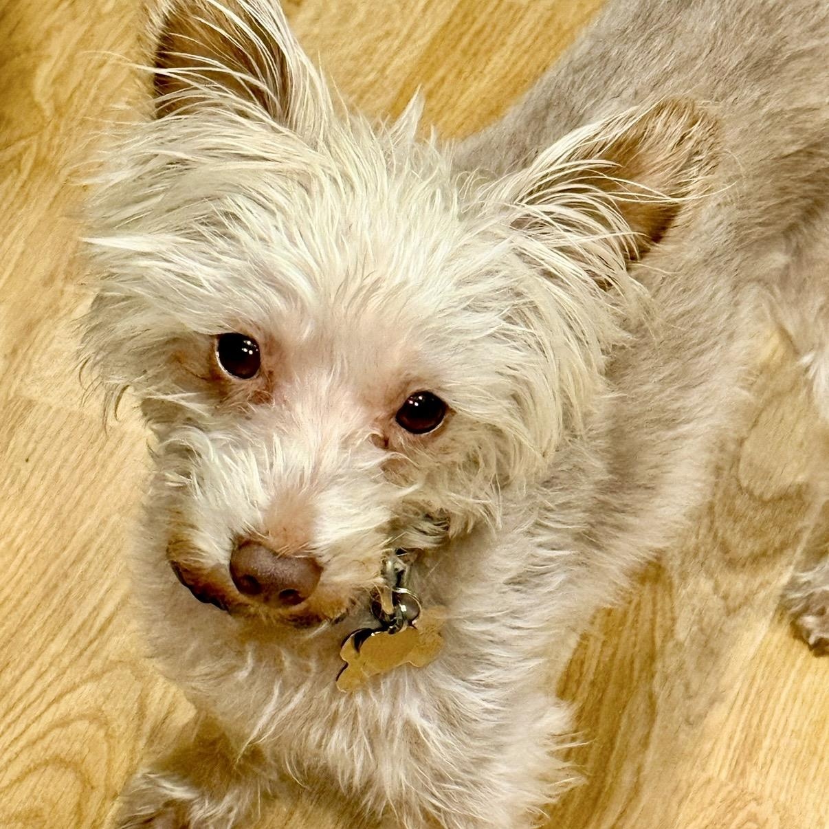Enlarge Cappucino, a Adoptable mixed breed in Westlake Village, CA image 6/6