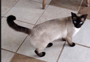KoKo (NEED PHOTO-INFO), Adopted, Young Male Siamese.