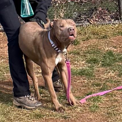 Bruce, Adoptable, Adult Male Pit Bull Terrier.