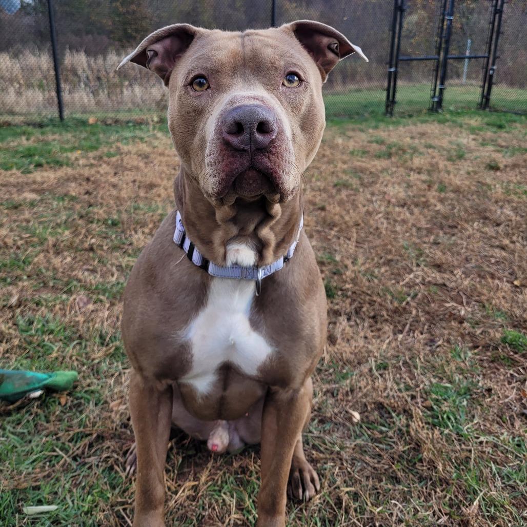 Enlarge Bruce, a Adoptable Pit Bull Terrier in York, PA image 2/6
