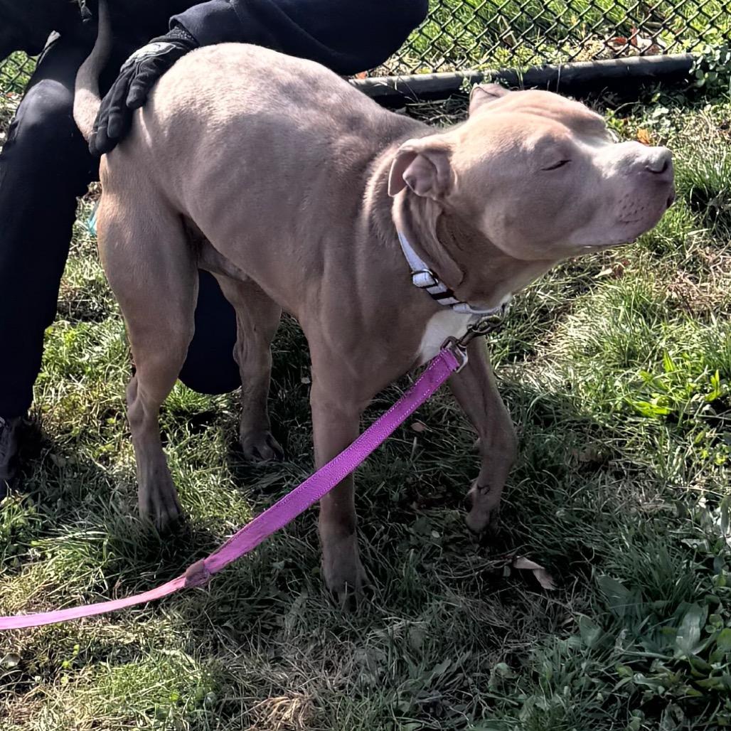 Enlarge Bruce, a Adoptable Pit Bull Terrier in York, PA image 3/6