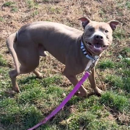 Enlarge Bruce, a Adoptable Pit Bull Terrier in York, PA image 4/6