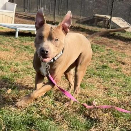 Enlarge Bruce, a Adoptable Pit Bull Terrier in York, PA image 5/6