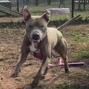 Enlarge Bruce, a Adoptable Pit Bull Terrier in York, PA image 6/6