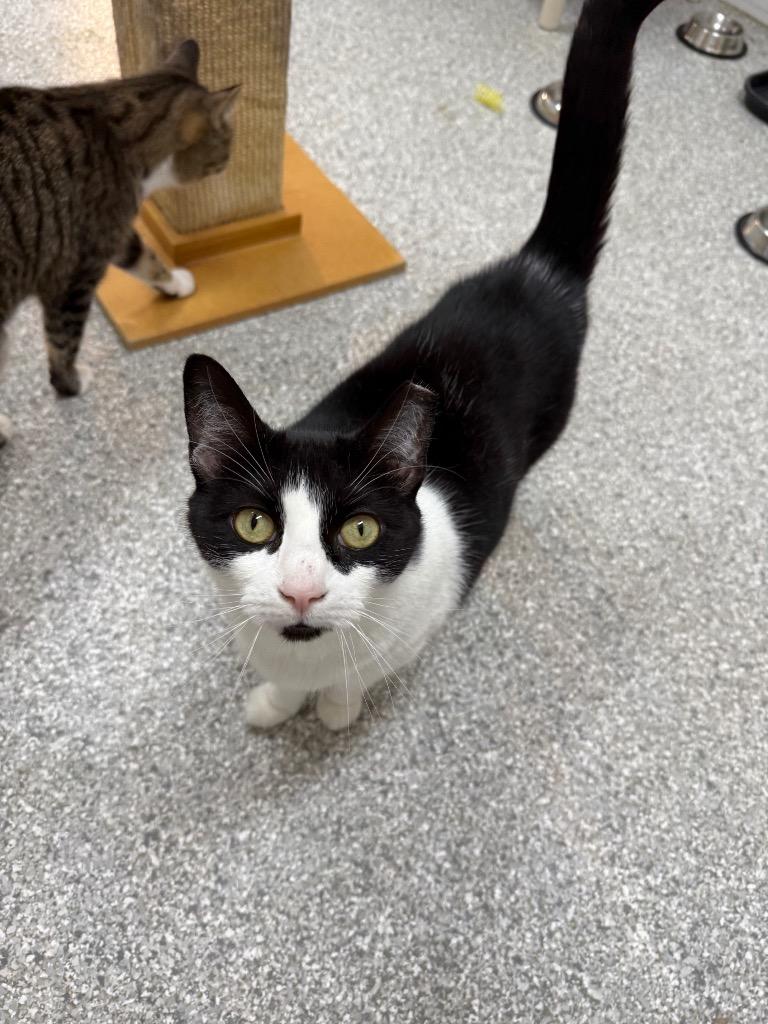 Beans, Adoptable, Adult Female Domestic Short Hair.