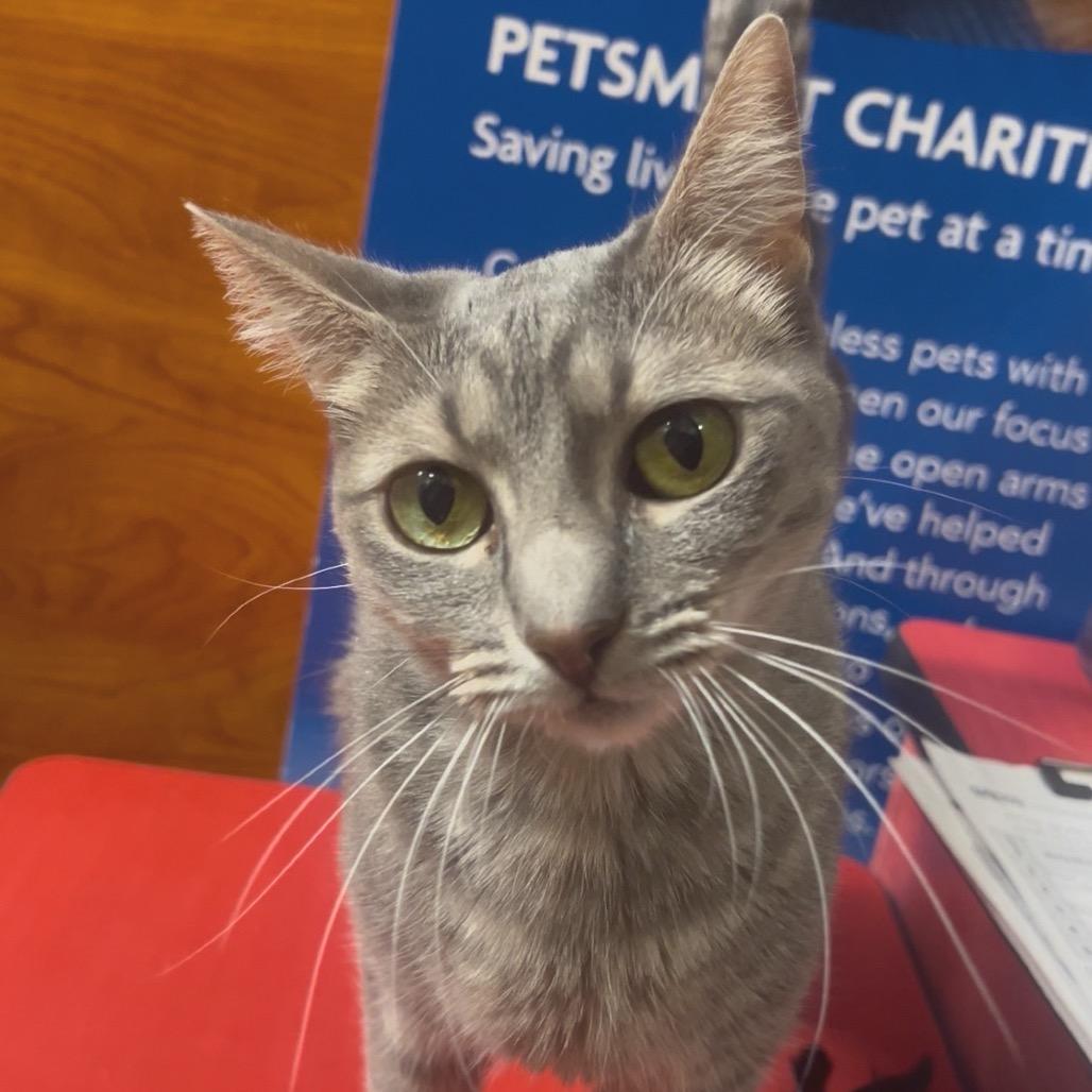 Enlarge Faith, a Adoptable Domestic Short Hair in Hemet, CA image 1/2