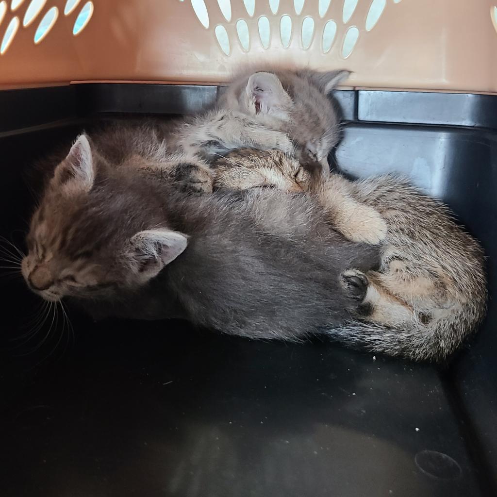 Enlarge Faith, a Adoptable Domestic Short Hair in Hemet, CA image 2/2