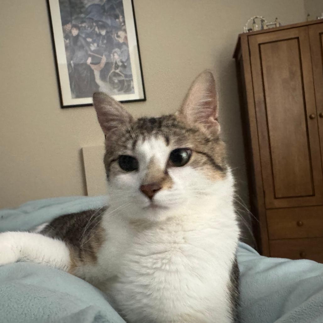 Butter Burger, a Adoptable Domestic Short Hair in Wheeling, IL image 1/6