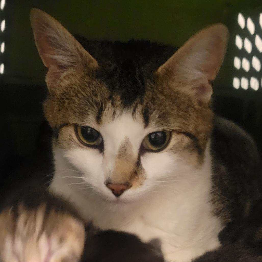 Butter Burger, a Adoptable Domestic Short Hair in Wheeling, IL image 3/6