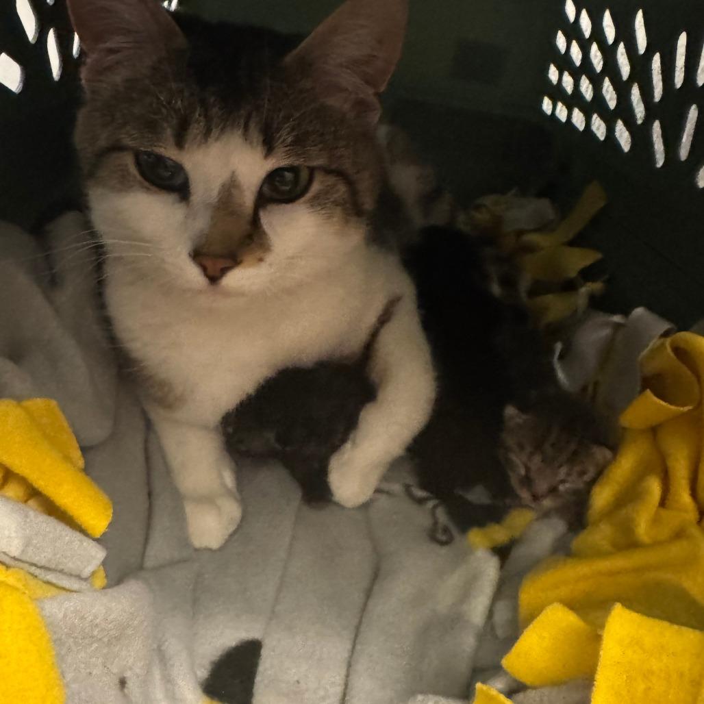 Butter Burger, a Adoptable Domestic Short Hair in Wheeling, IL image 4/6