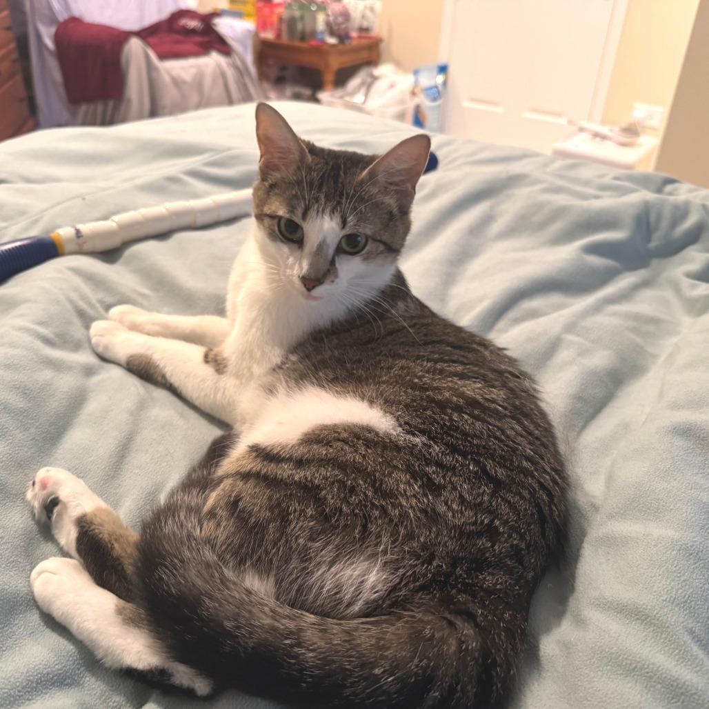 Butter Burger, a Adoptable Domestic Short Hair in Wheeling, IL image 5/6