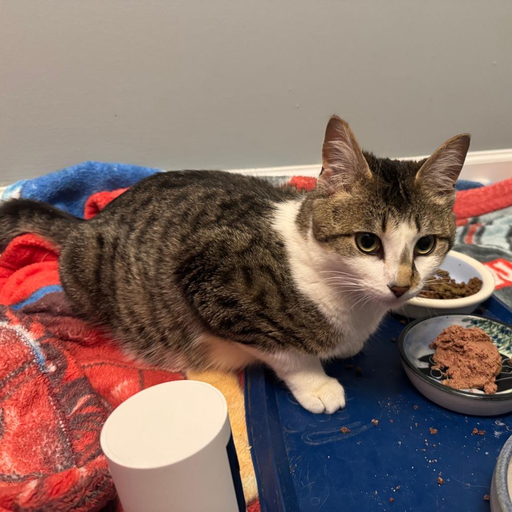 Butter Burger, a Adoptable Domestic Short Hair in Wheeling, IL image 6/6