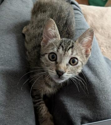 Glitter, an adopted mixed breed image 1/4