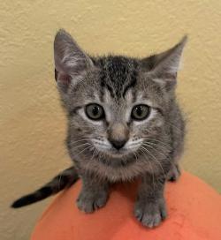 Glitter, an adopted mixed breed image 2/4