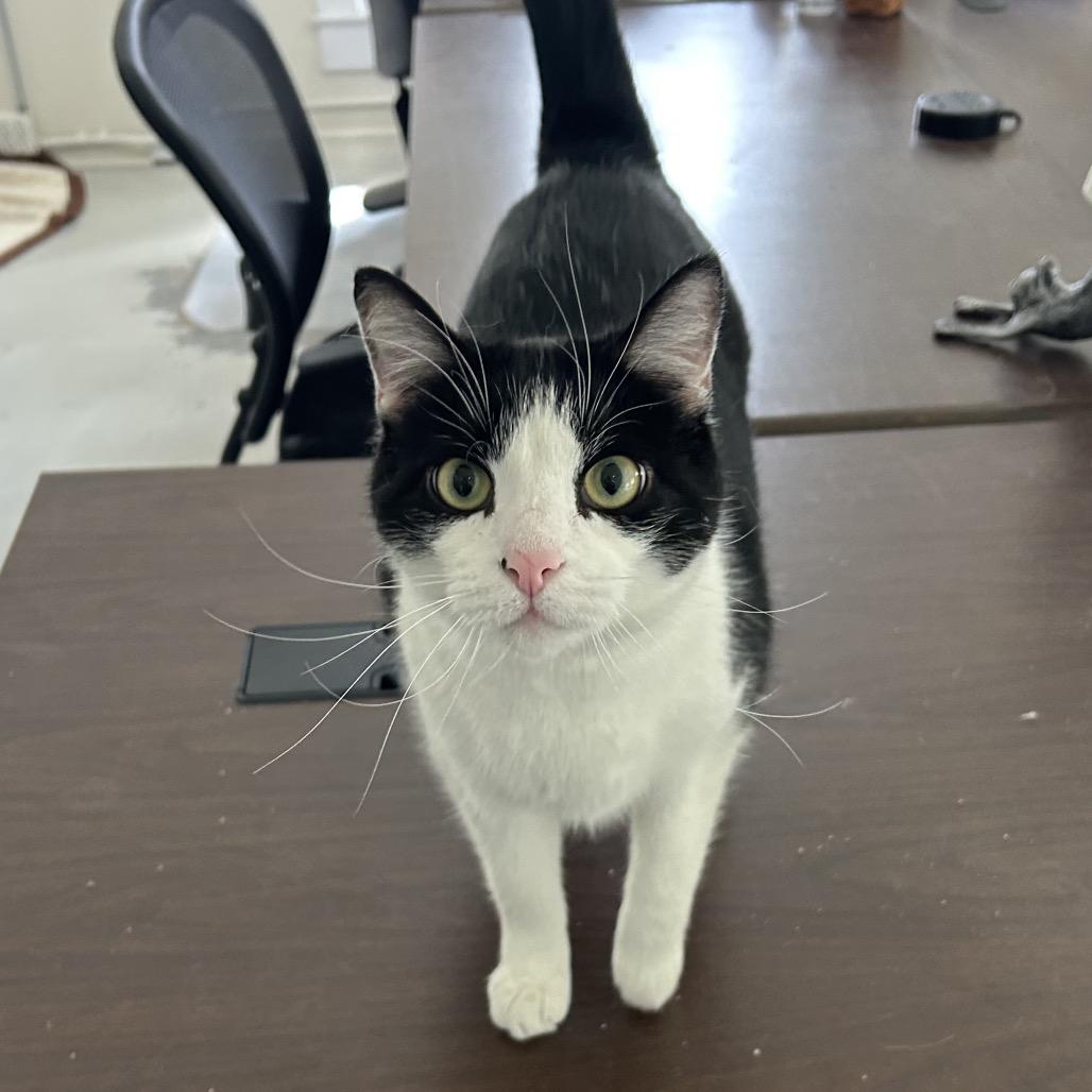 Enlarge Meatball, a Adoptable Domestic Short Hair in North Canton, OH image 1/5