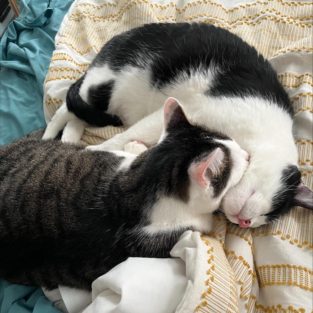 Enlarge Meatball, a Adoptable Domestic Short Hair in North Canton, OH image 4/5