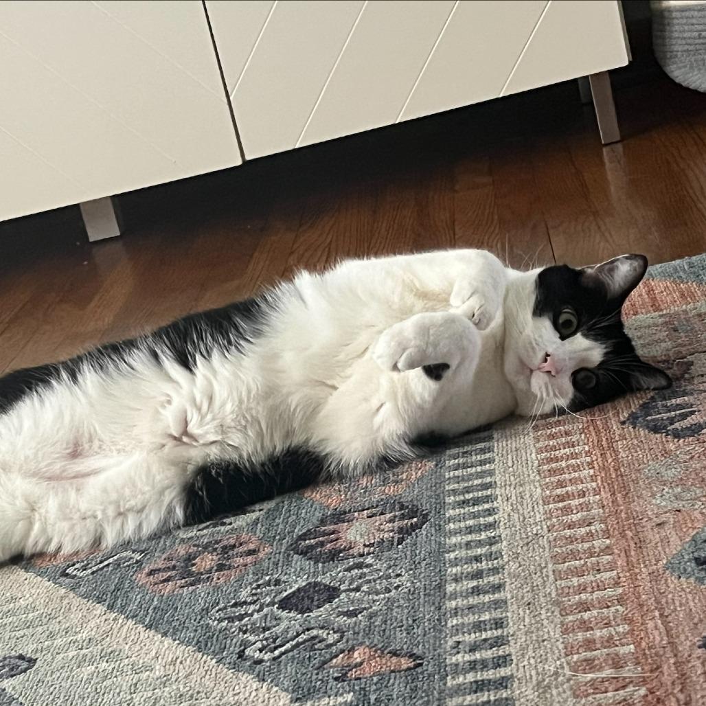 Enlarge Meatball, a Adoptable Domestic Short Hair in North Canton, OH image 5/5