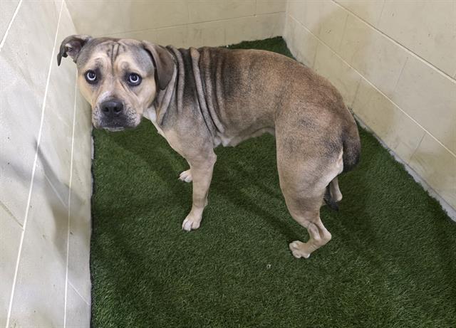 JESSIE, Adoptable, Young Female American Bulldog & Mixed Breed.