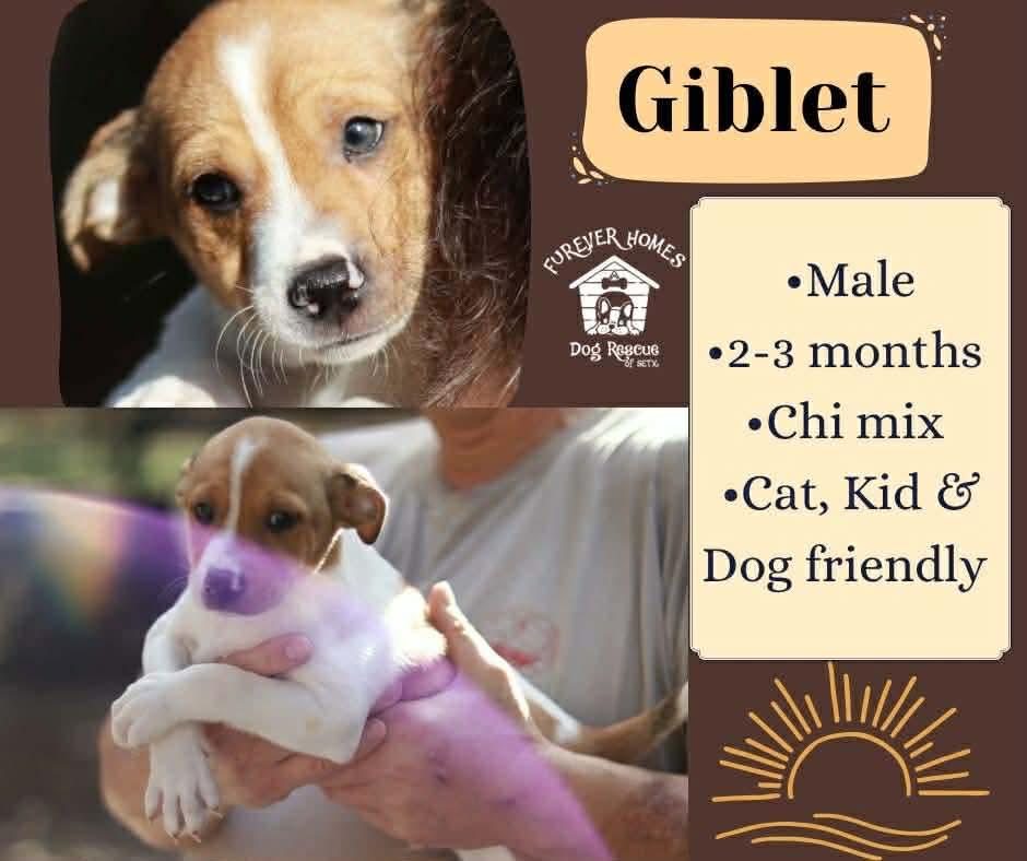 Enlarge Giblet, an adopted mixed breed in Aulac, NB image 1/1