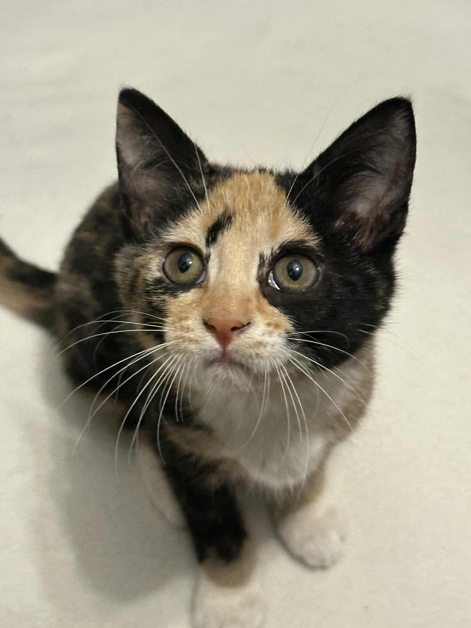 *Kiki, Baby Female unknown