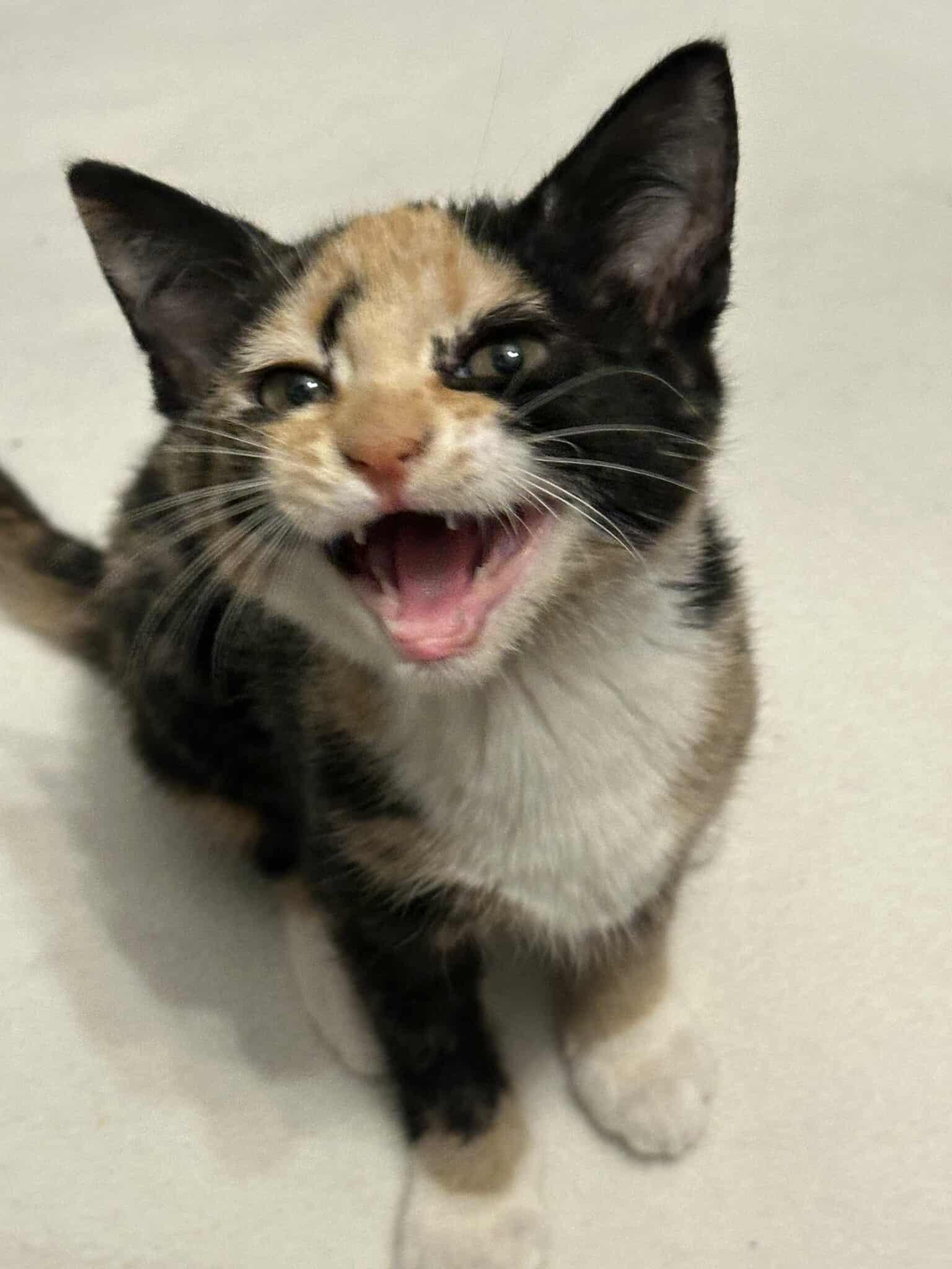 *Kiki photo 2