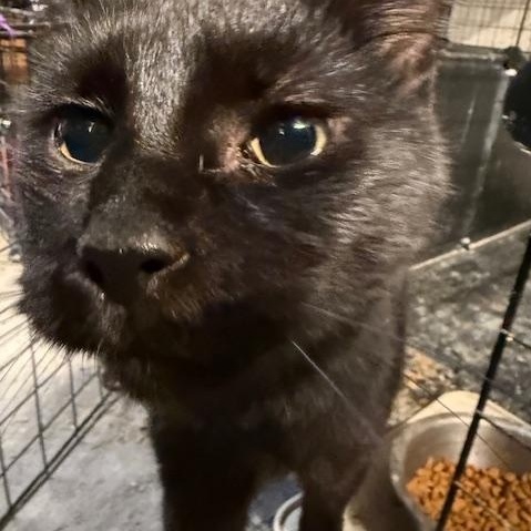 Enlarge Jett  --  (jm), a Adoptable mixed breed in Council Bluffs, IA image 2/3