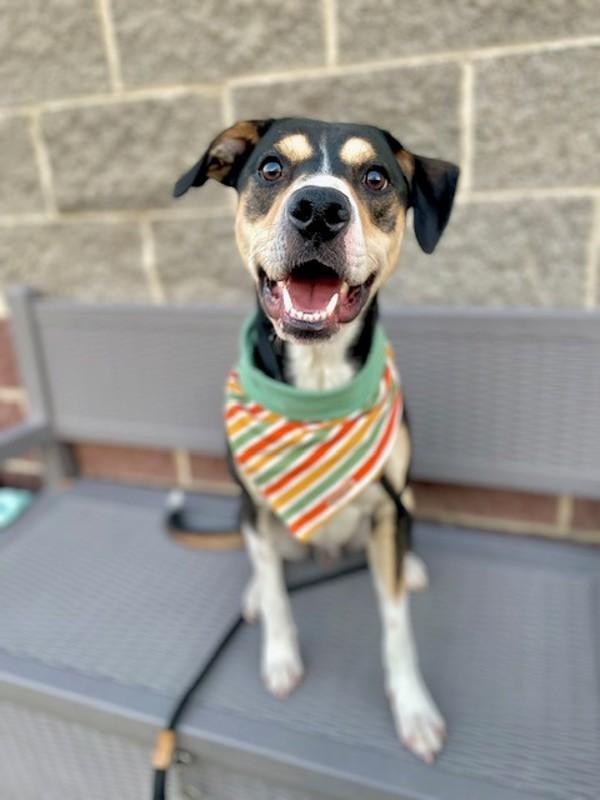 Smartie, Adoptable, Young Male Australian Cattle Dog / Blue Heeler & Pit Bull Terrier.