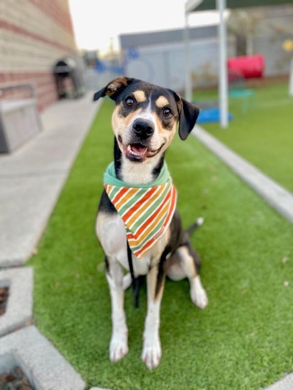 Smartie, a Adoptable mixed breed in Salt Lake City, UT image 2/6