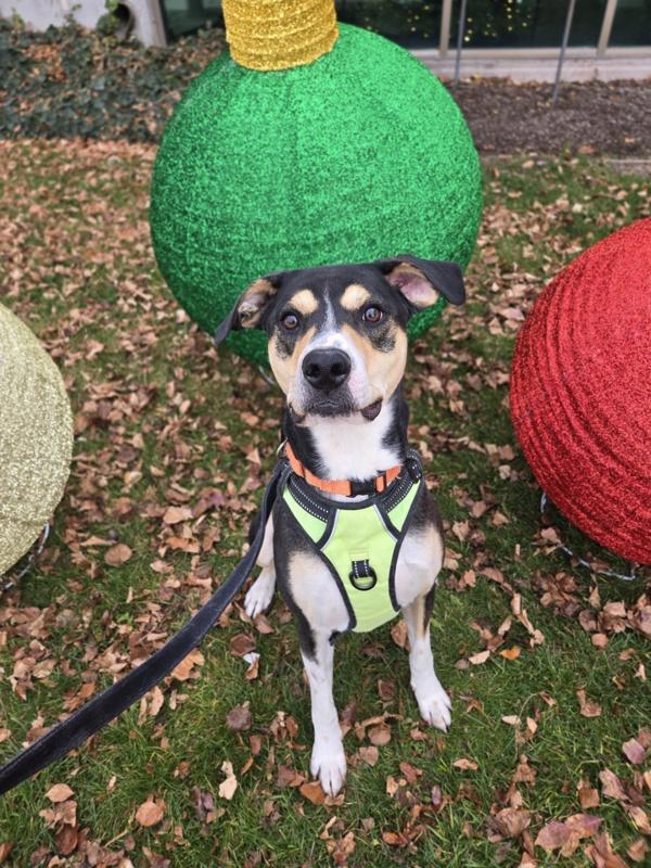 Smartie, a Adoptable mixed breed in Salt Lake City, UT image 5/6