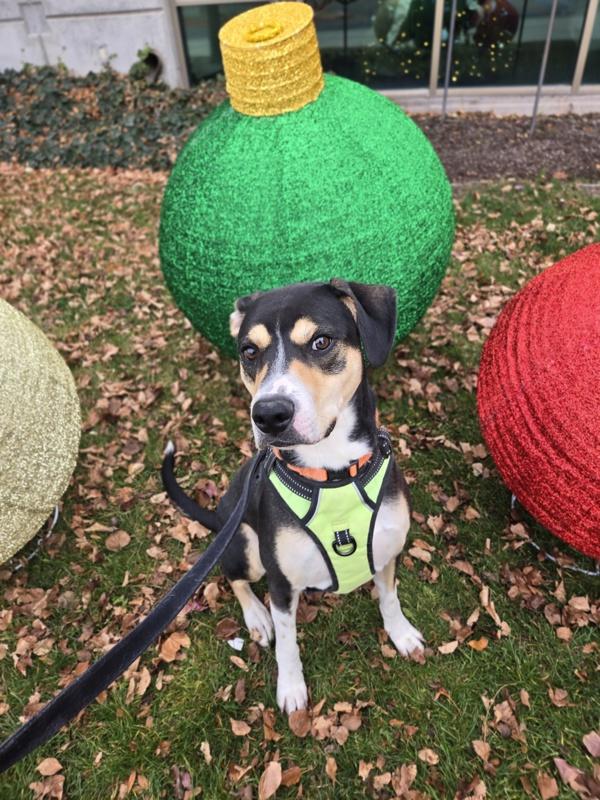 Smartie, a Adoptable mixed breed in Salt Lake City, UT image 6/6