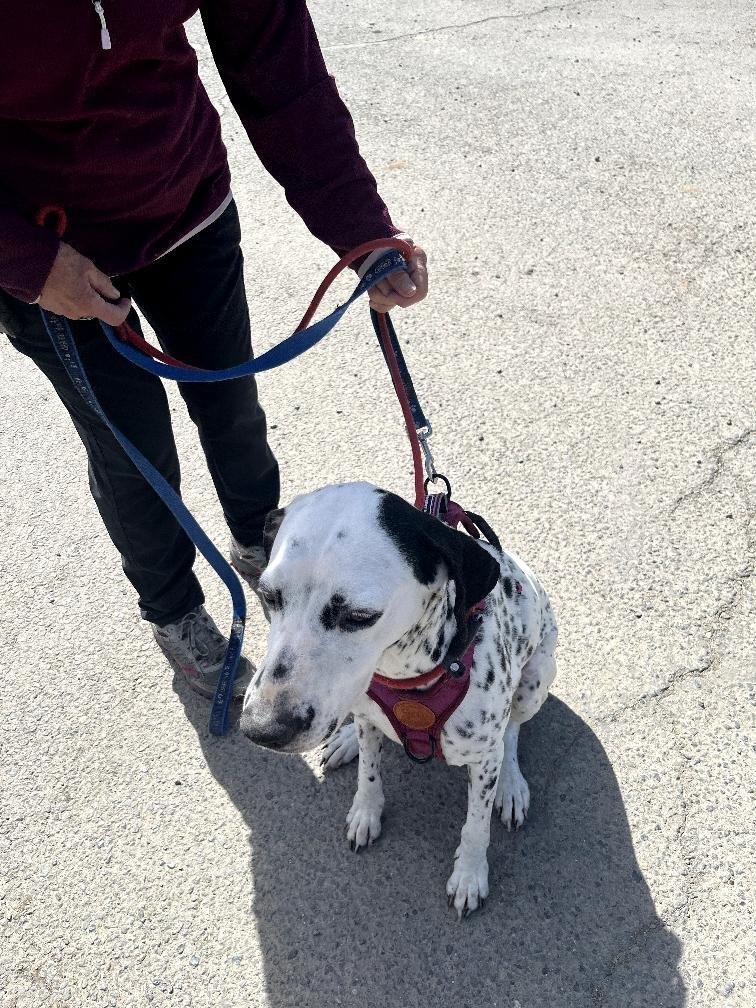 Darla-Medford, OR, an adoptable Dalmatian in Medford, OR image 6/6
