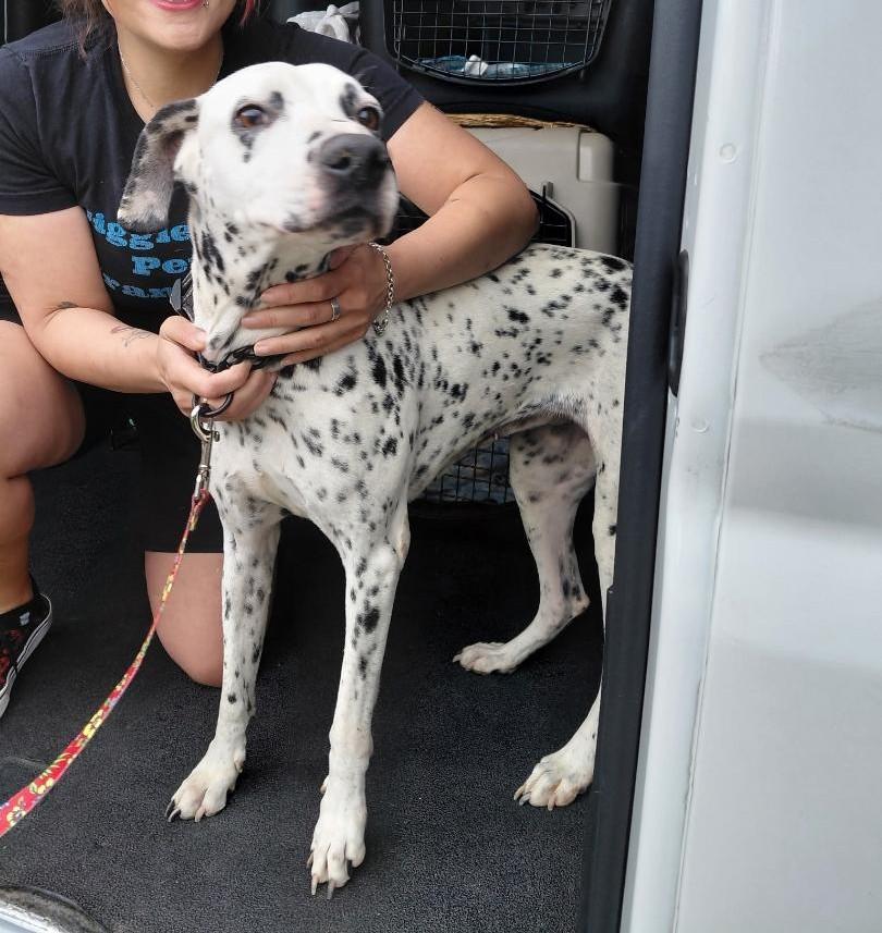 Darla-Medford, OR, an adoptable Dalmatian in Medford, OR image 4/6