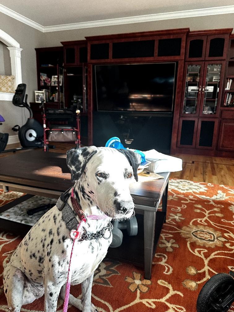 Darla-Medford, OR, an adoptable Dalmatian in Medford, OR image 3/6