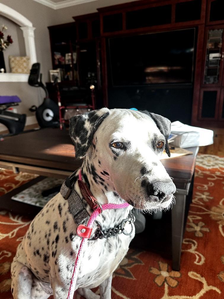 Darla-Medford, OR, adoptable, Young Female Dalmatian.